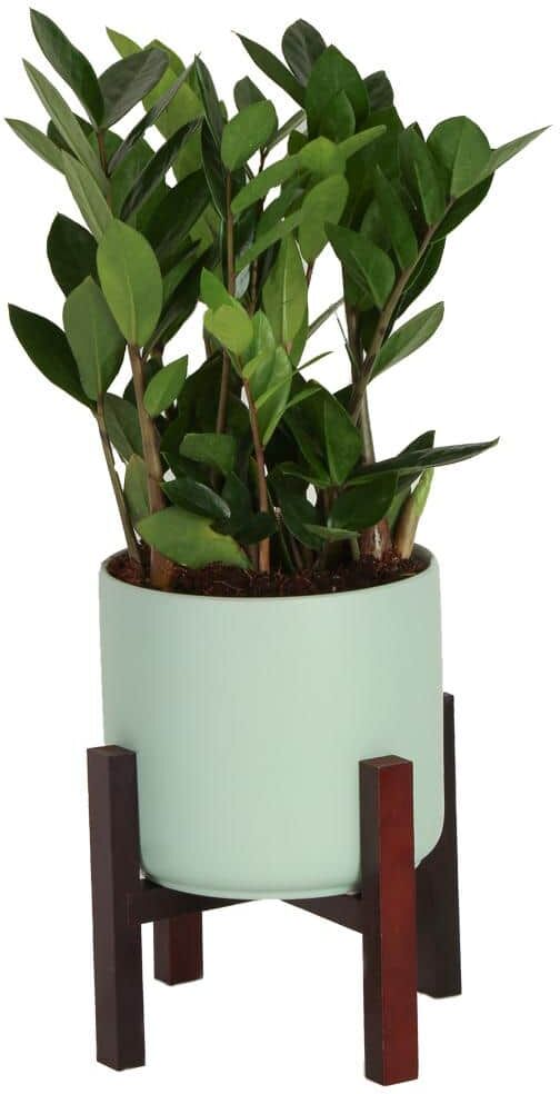 Costa Farms Zamioculas Zamiifolia Indoor ZZ Plant in 6 in. Mid Century Planter and Stand, Avg. Shipping Height 10 in. Tall