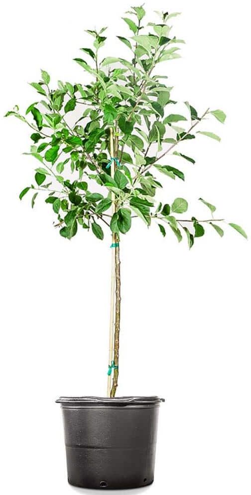 Perfect Plants 4.5 ft. Tall Gala Apple Tree in Grower's Pot, Delicious Fall Fruit Comes After Pink Spring Flowers