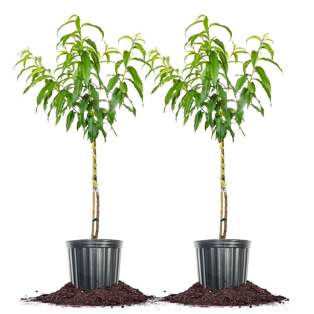 Perfect Plants 5 Gal. Flordaking Peach Tree (2-Pack)