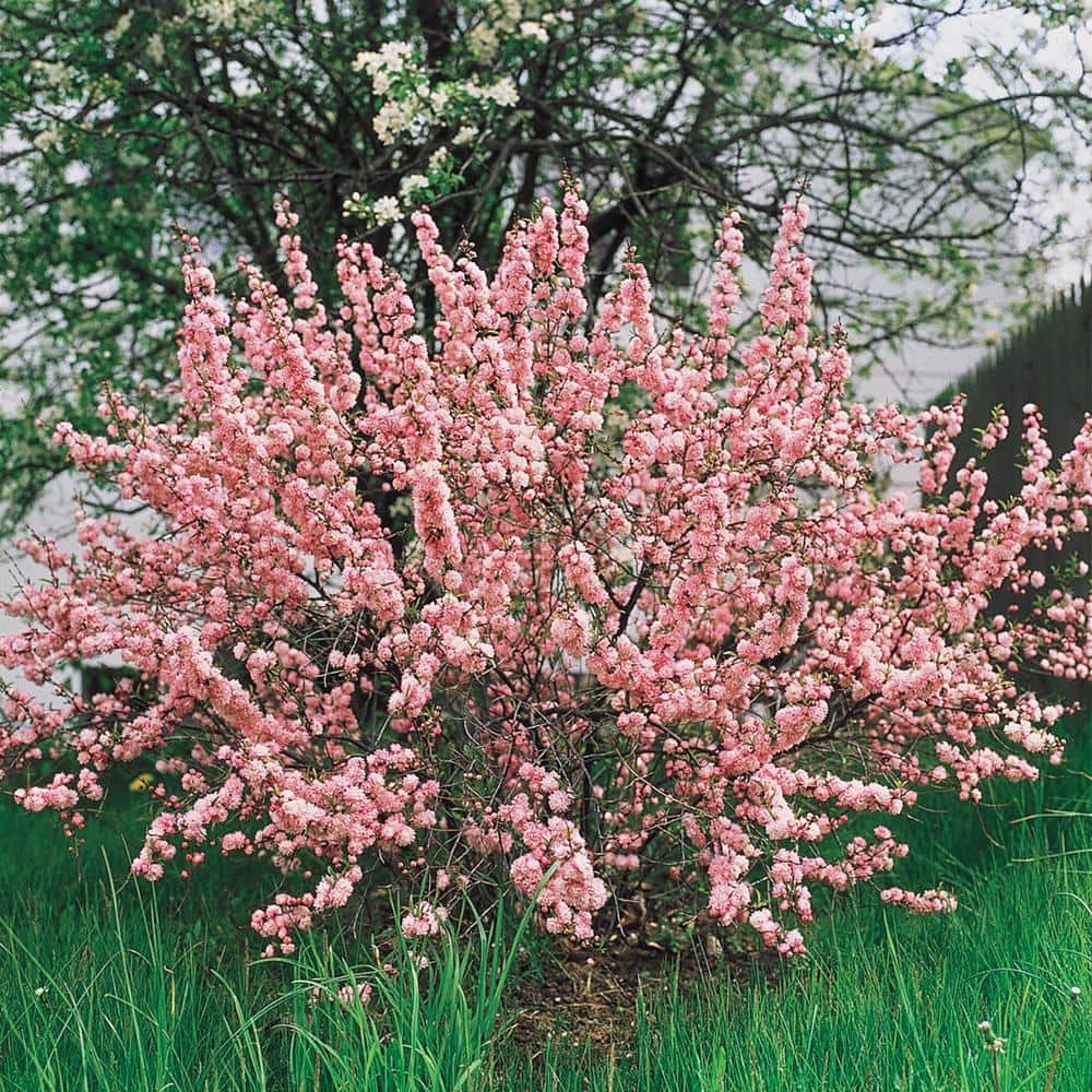 Spring Hill Nurseries 1.50 Gal. Pot Flowering Ornamental Almond Shrub Grown (1-Pack)