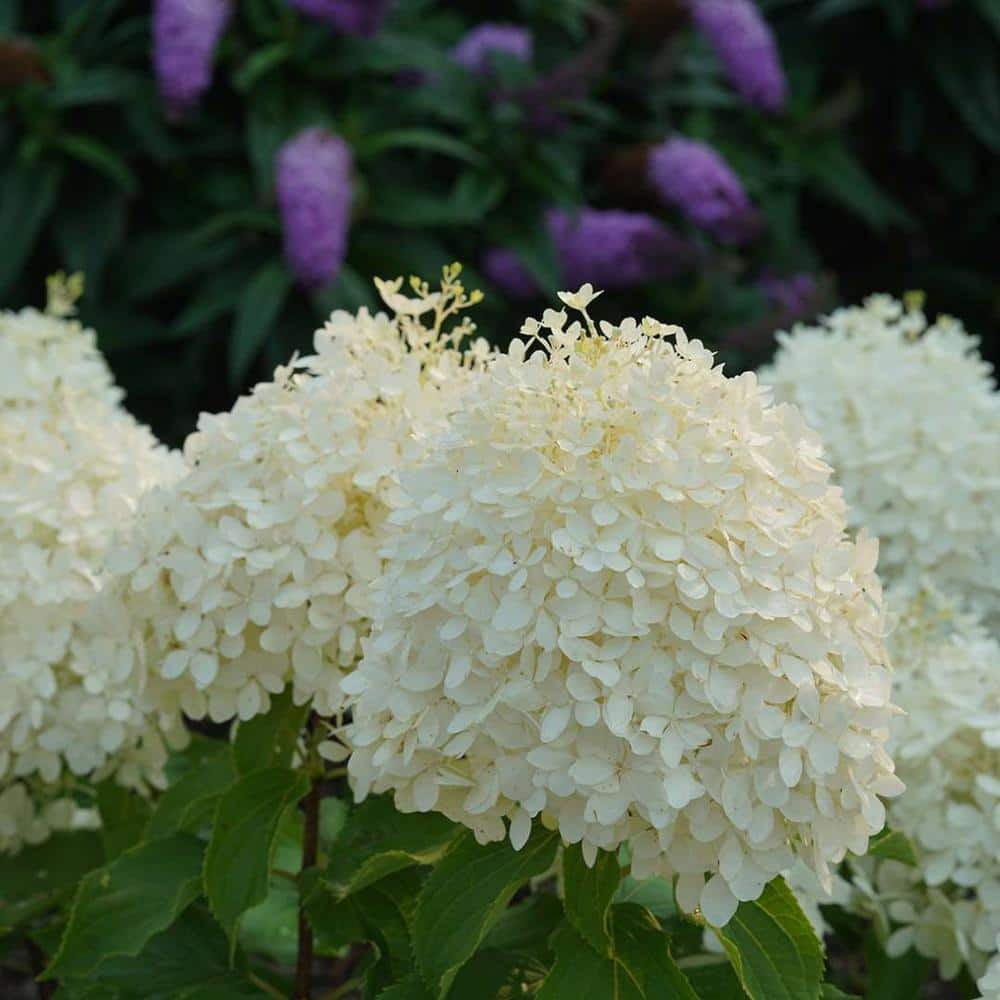 PROVEN WINNERS 1 Gal. Puffer Fish Panicle Hydrangea (Paniculata), Live Plant, Shrub, White to Pink Flowers