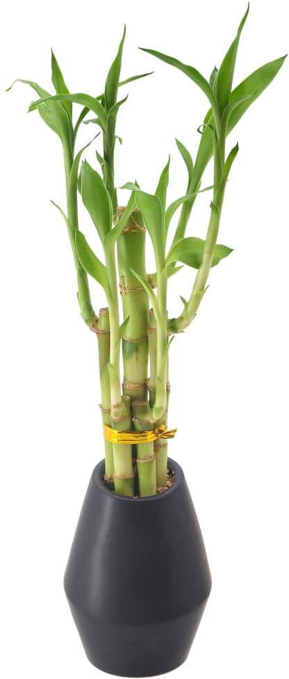 Arcadia Garden Products 3-1/2 in. 5-Stem Lucky Bamboo Dimensions II Black Ceramic Planter