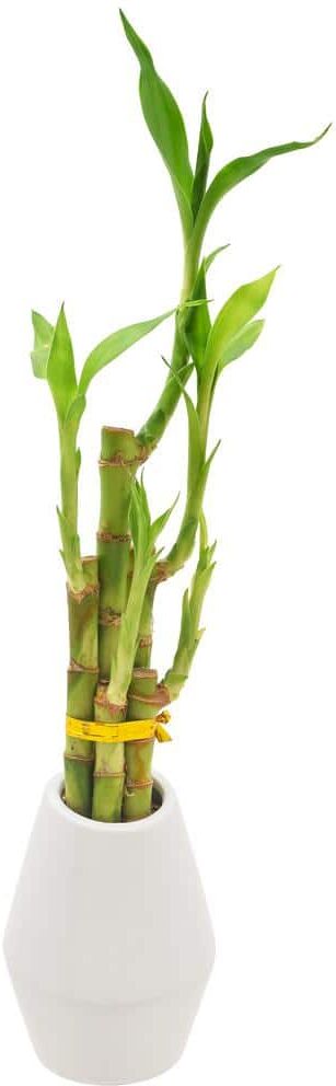 Arcadia Garden Products 3-1/2 in. 5-Stem Lucky Bamboo Dimensions II White Ceramic Planter