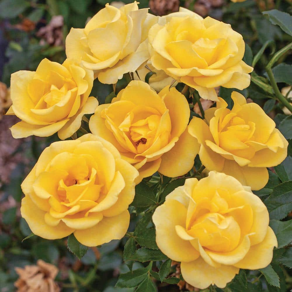 BLOOMABLES 2 Qt.  Gilded Sun Rose Bush with Deep Yellow Flowers in Stadium Pot