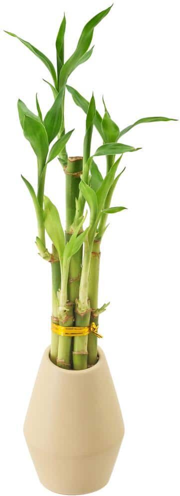 Arcadia Garden Products 3-1/2 in. 5-Stem Lucky Bamboo Dimensions II Tan Ceramic Planter