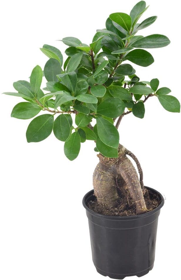 Arcadia Garden Products 4 in. Ginseng Ficus Bonsai Black Plastic Grower Pot