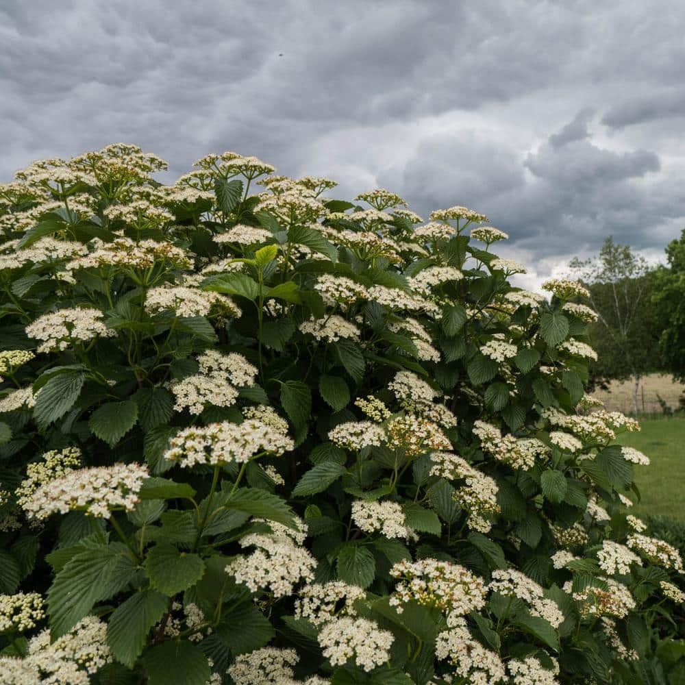 Spring Hill Nurseries 4 in. Pot Autumn Jazz Viburnum Deciduous Flowering Shrub (1-Pack)