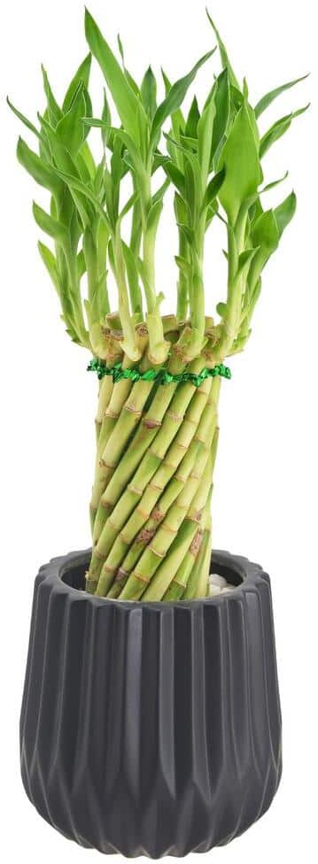 Arcadia Garden Products 4-1/2 in. Tornado Lucky Bamboo Classica 2.0 Black Ceramic Planter