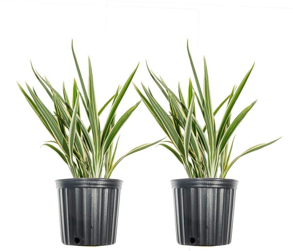 Perfect Plants 1 Gal. Flax Lily Shrub (2-Pack)