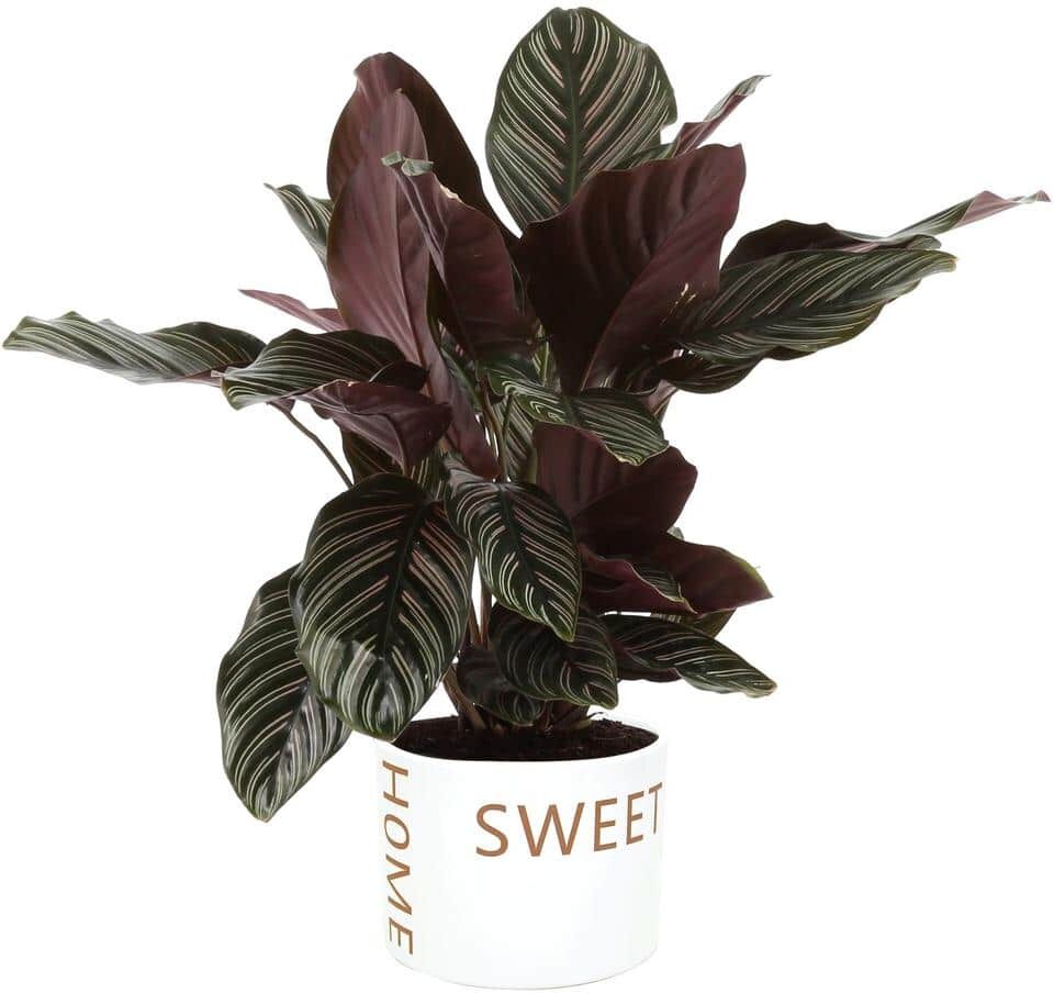 Costa Farms Grower's Choice Calathea Indoor Plant in 6 in. Home Sweet Home Ceramic Planter, Avg. Shipping Height 10 in. Tall