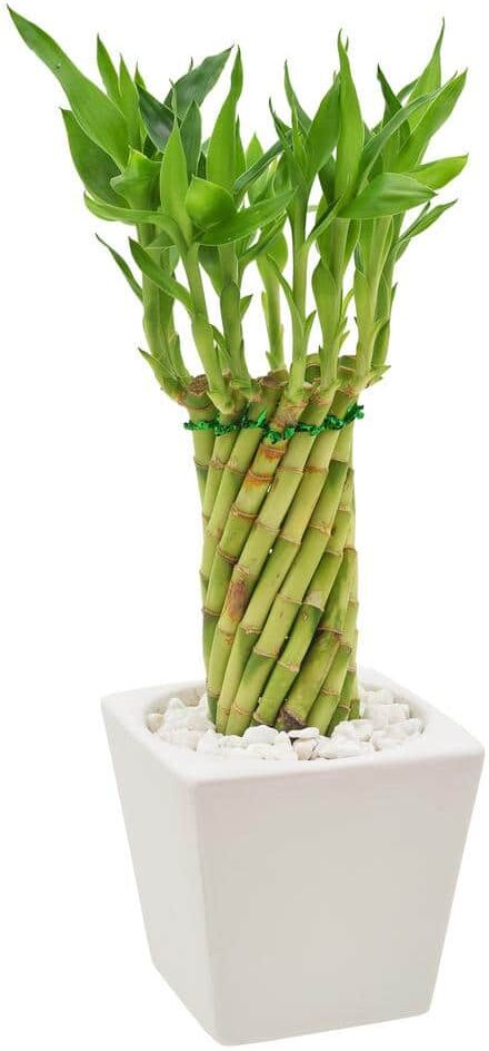 Arcadia Garden Products 4-1/2 in. Tornado Lucky Bamboo Carolina White Square Ceramic Planter