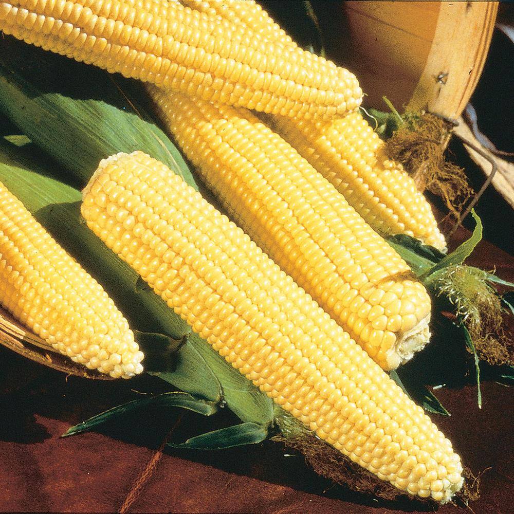 Gurney's 0.50 lb. Sweet Corn Northern Xtra Sweet Hybrid Seed Packet