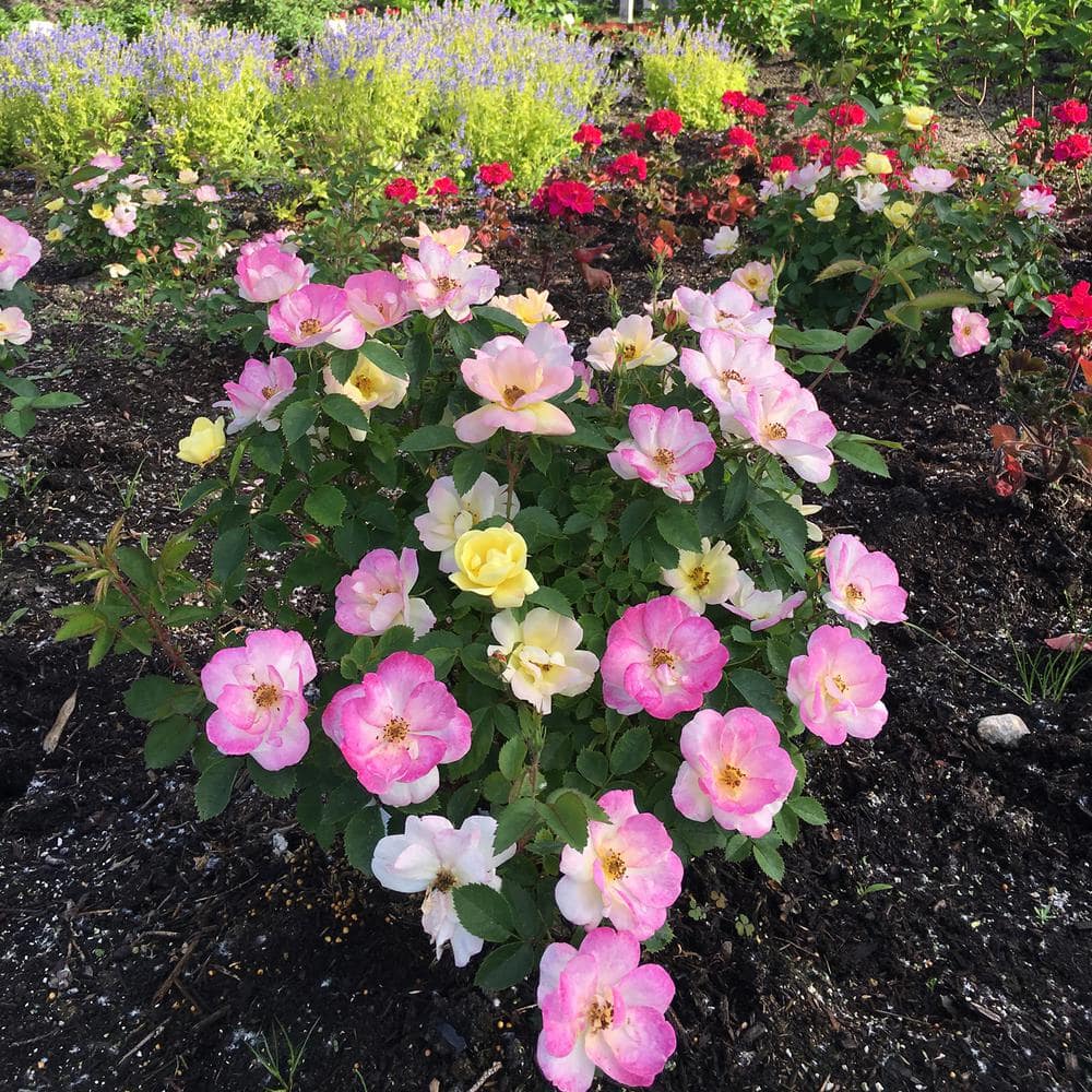 VAN ZYVERDEN 4 in. Bloomin' Easy Rosa Peach Lemonade Potted Rocketliners Shrub (Set of 3 Plants)