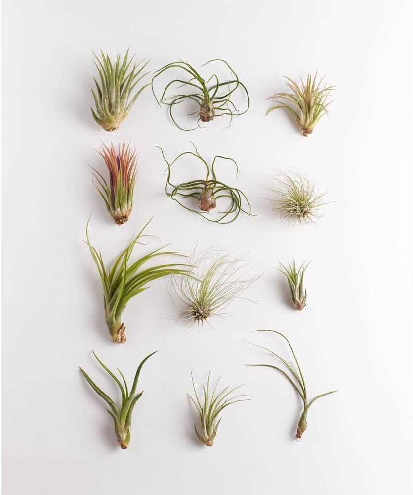 Shop Succulents Assorted Air Plant (12-Pack)