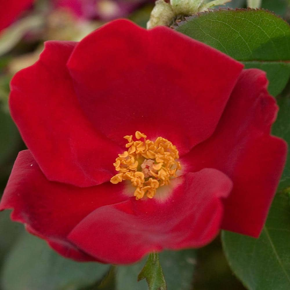 Spring Hill Nurseries Home Run Shrub Rose, Dormant Bare Root Plant, Red Color Flowers (1-Pack)