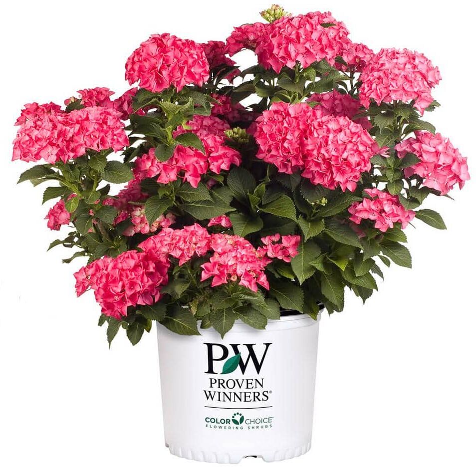 PROVEN WINNERS 2 Gal. Cityline Paris Bigleaf Hydrangea (Hydrangea macrophylla) Live Flowering Shrub with Fuschia Flowers