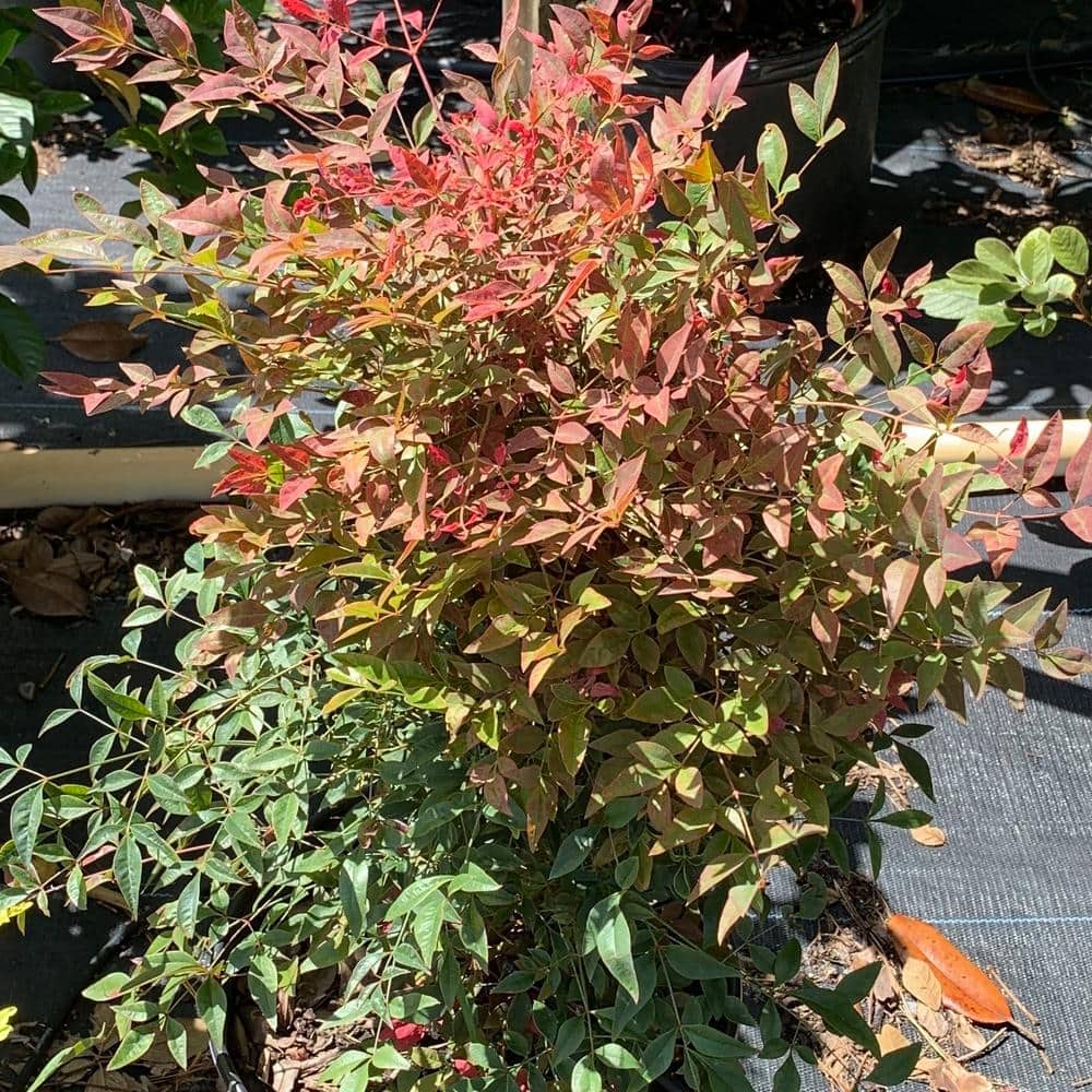 OnlinePlantCenter 3 Gal. Gulf Stream Compact Heavenly Bamboo Nandina Flowering Shrub with White Flowers