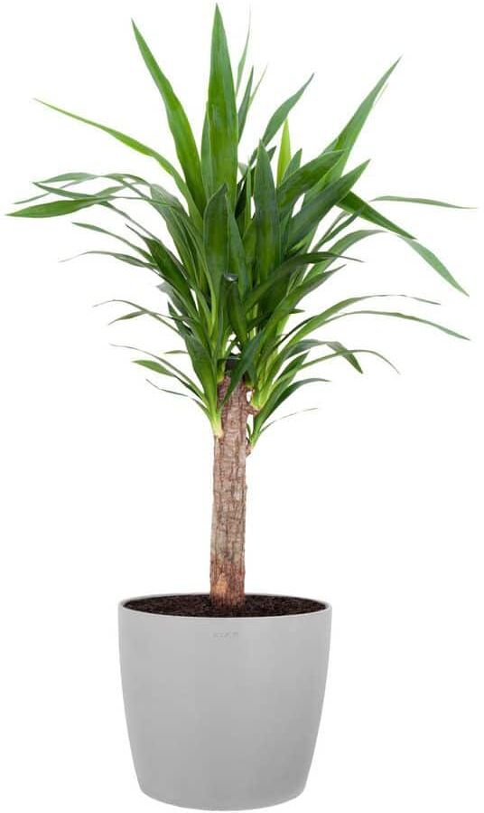 United Yucca Cane Live Indoor Outdoor Plant in 10 inch Premium Sustainable Ecopots White Grey Pot with Removeable Drainage Plug