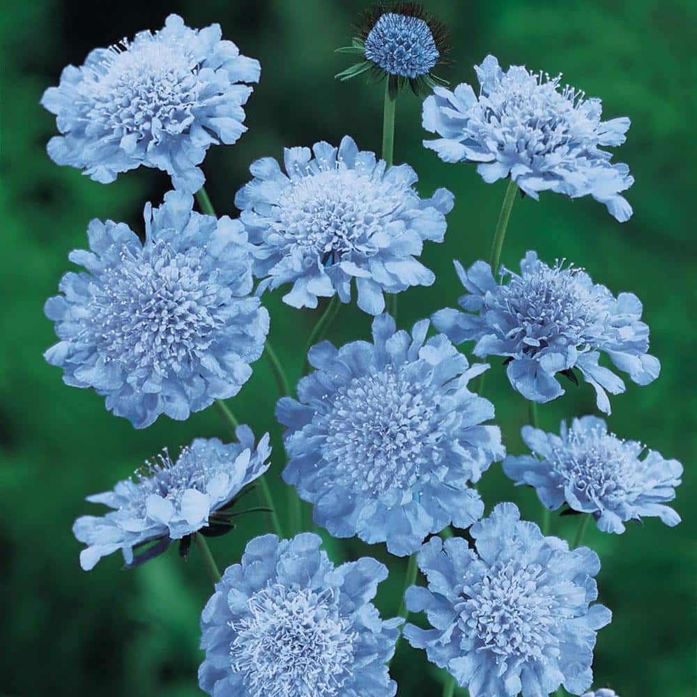 Spring Hill Nurseries Butterfly Blue Pincushion Dormant Bare Root Perennial Starter Plant (1-Pack)