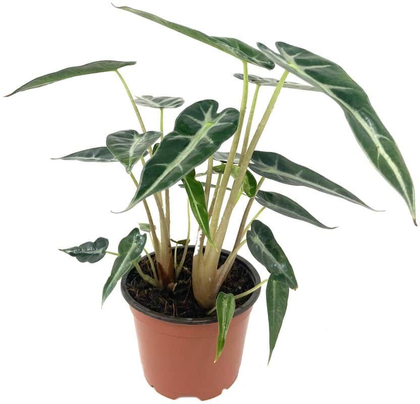 Wekiva Foliage Alocasia Bambino - Live Plant in a 4 in. Pot - Alocasia Amazonica Bambino - Florist Quality Air Purifying Indoor Plant