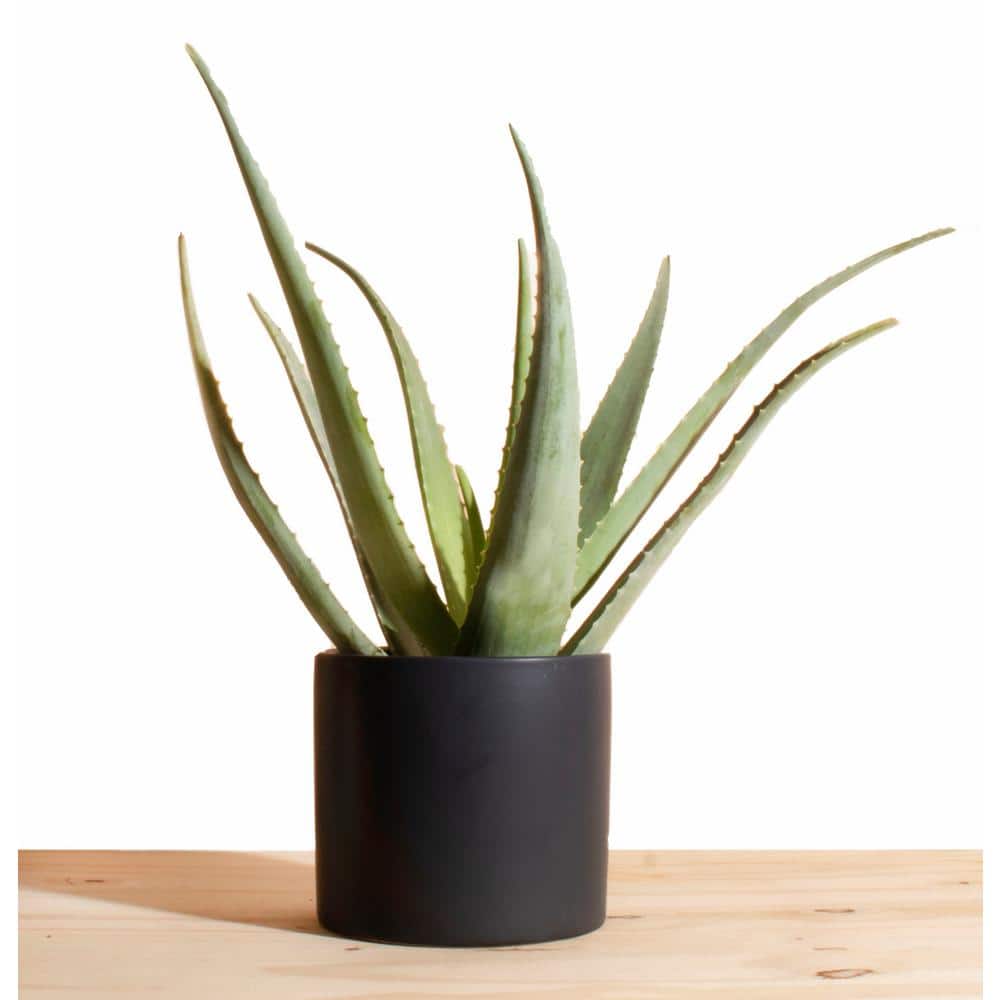 Shop Succulents Aloe Vera in 6 in. Modern Ceramic Black Planter Pot