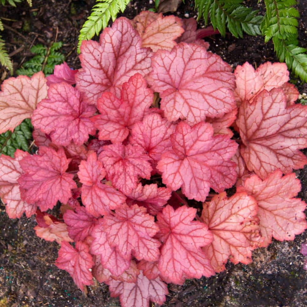 Spring Hill Nurseries Georgia Peach Coral Bell Dormant Bare Root Perennial Plant Roots (3-Pack)