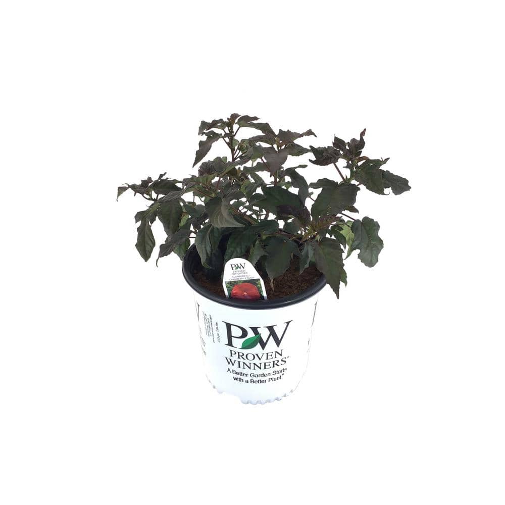 PROVEN WINNERS Rose Mallow (Hibiscus) Cranberry Crush (Live Plant)