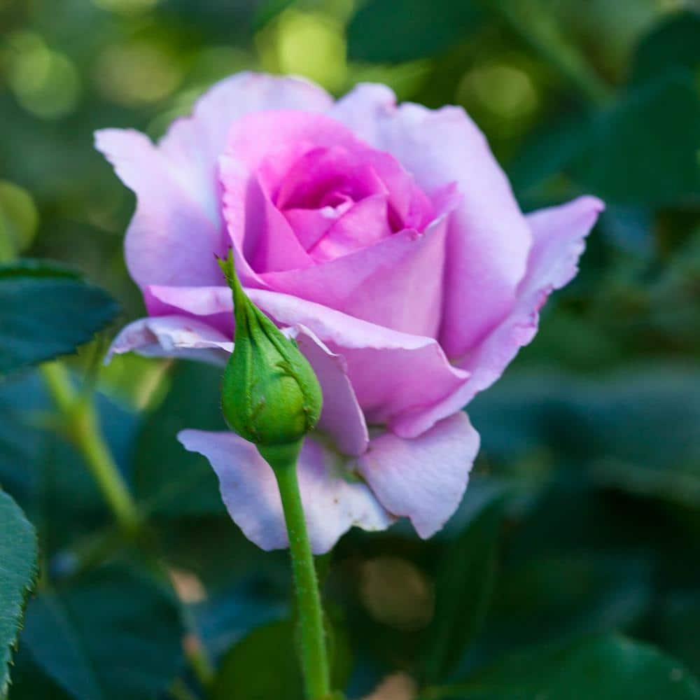 Spring Hill Nurseries Violet's Pride Downton Abby Floribunda Rose, Dormant Bare Root Plant with Lavender Color Flowers (1-Pack)