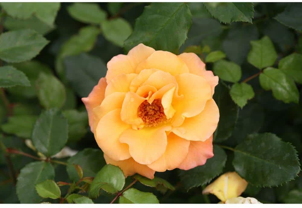 PROVEN WINNERS 4.5 in. Qt. Suñorita Landscape Rose (Rosa) Live Plant, Shrub, Orange Flowers