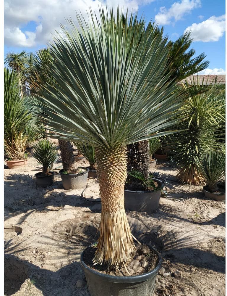 Wekiva Foliage Silver Yucca - Starter Plant in a 4 Inch Growers Pot - Yucca Rostrata - Extremely Rare Outdoor Ornamental Evergreen Tree