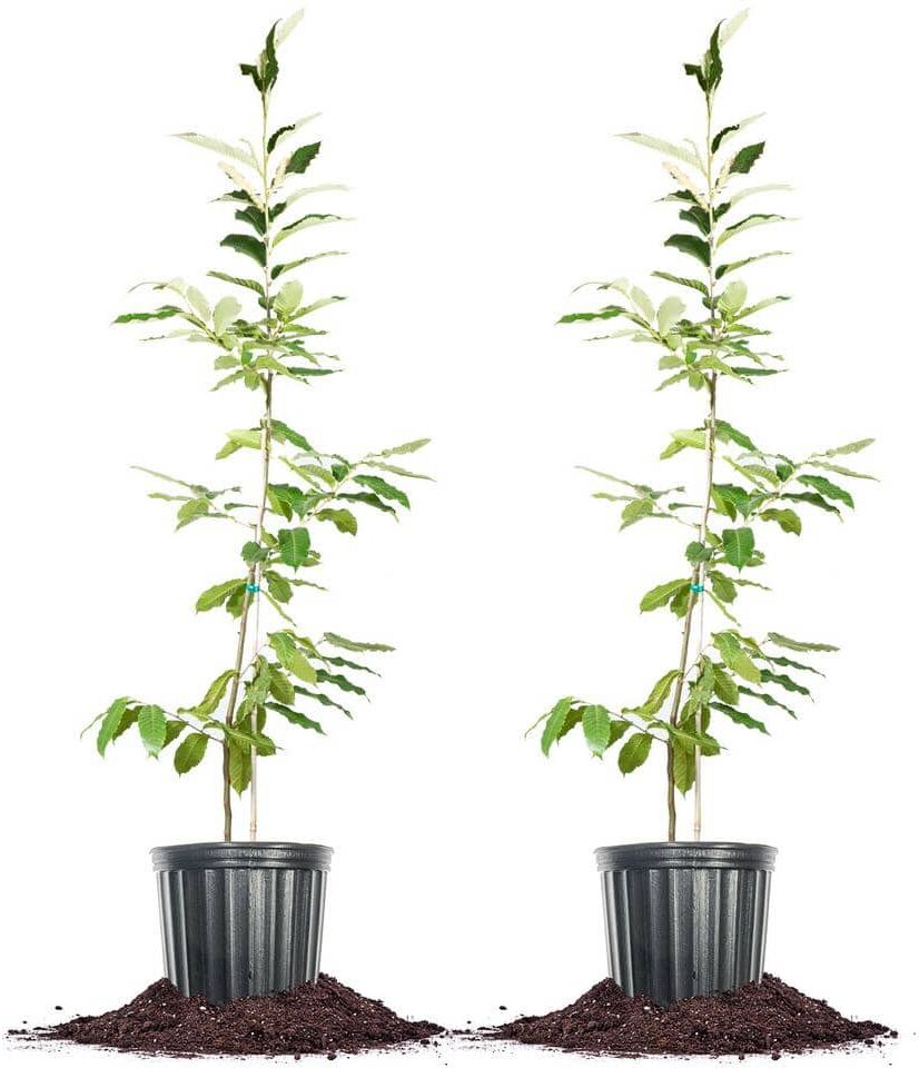 Perfect Plants 5 Gal. American Hybrid Chestnut Tree (2-Pack)