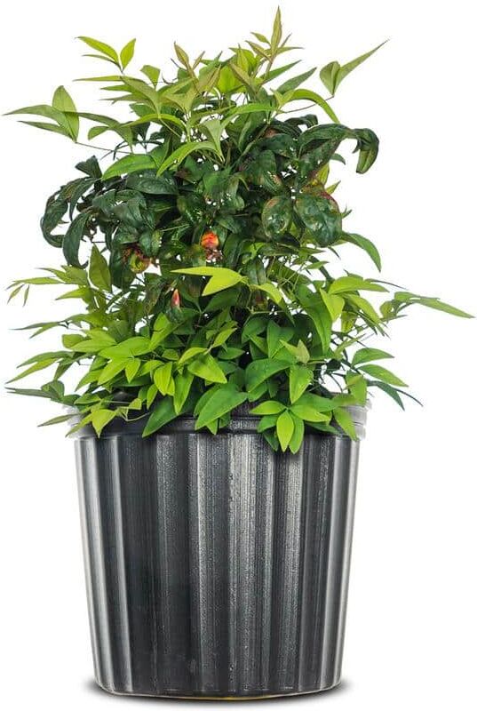 Perfect Plants 1 Gal. Firepower Nandina Shrub, Colorful Heavenly Bamboo