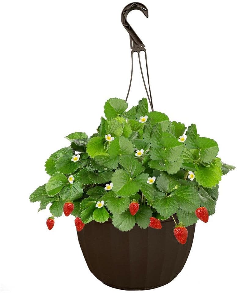 11 in. Strawberry Eversweet Hanging Basket Plant with Rich Red Berries