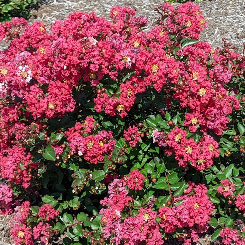 BLOOMABLES 2 Qt.  Bellini Strawberry Crape Myrtle Shrub with Red Flowers in Stadium Pot