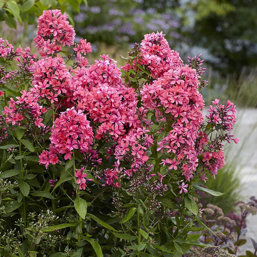 VAN ZYVERDEN Tall Phlox Paniculata Cleopatra Plant Roots (Set of 9)