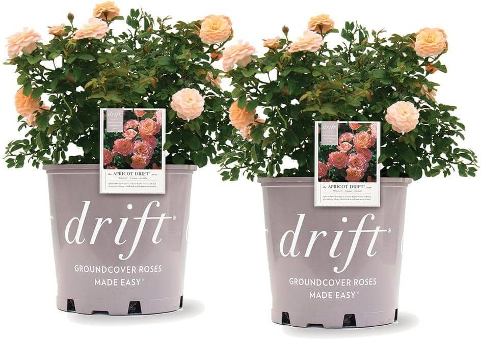 Drift 3 Gal. Apricot  Rose Bush with Orange Flowers (2-Pack)