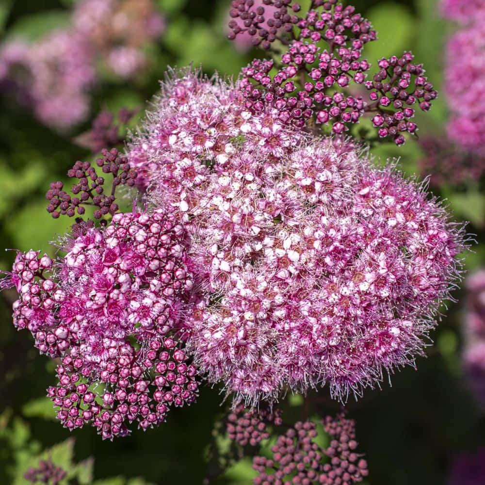 BLOOMABLES 2 Qt.  Spiraea Empire Ice Dragon Shrub with Pink Flowers in Stadium Pot