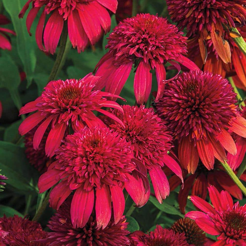 Spring Hill Nurseries Double Scoop Coneflower (Echinacea), Bare Root Perennial Plant, Cranberry-Red Flowers (1-Pack)