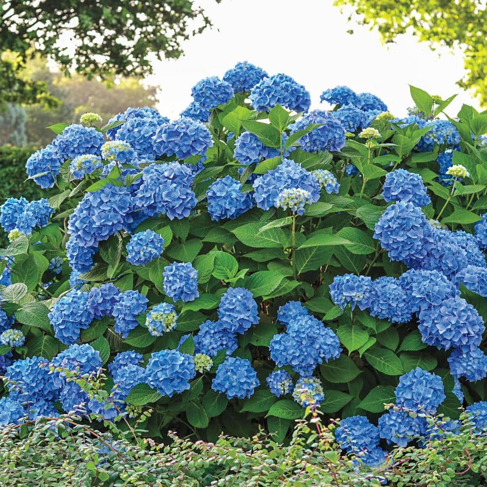 Spring Hill Nurseries Nikko Blue Hydrangea Dormang Bare Root Flowering Shrub (1-Pack)