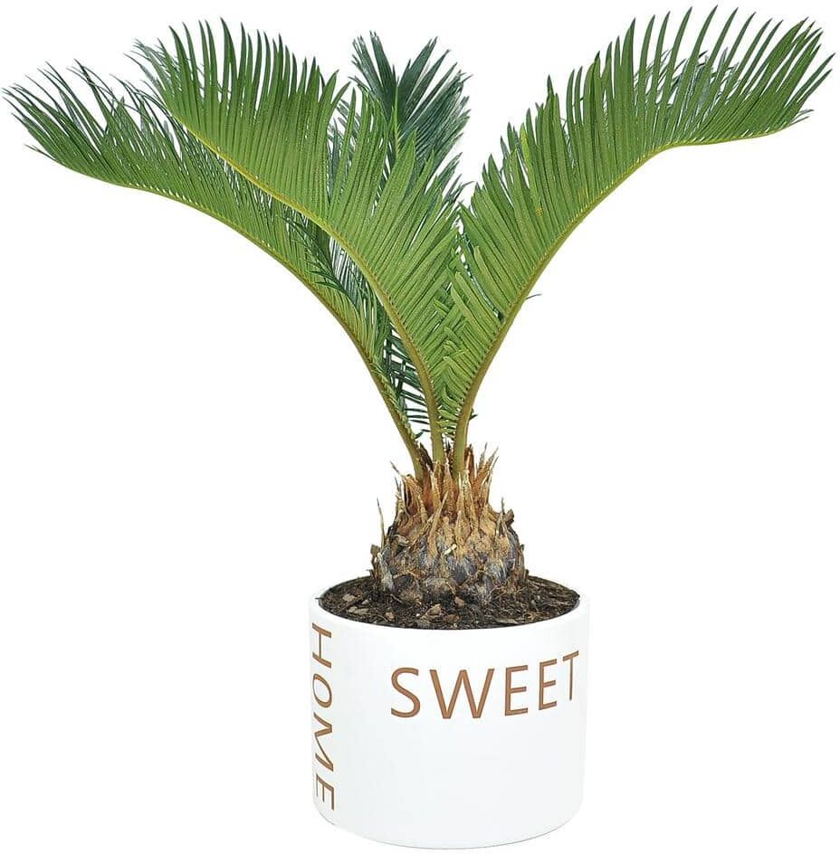 Costa Farms Cycas Revoluta Sago Palm Indoor Plant in 6 in. Home Sweeet Home Ceramic Planter, Avg. Shipping Height 1-2 ft. Tall