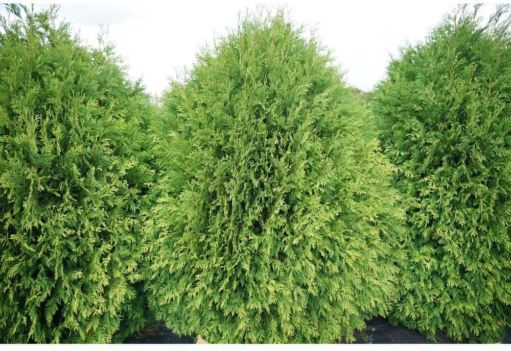 PROVEN WINNERS 1 Gal. Cheer Drops Arborvitae (Thuja) Live Plant, Shrub, Green Evergreen Foliage