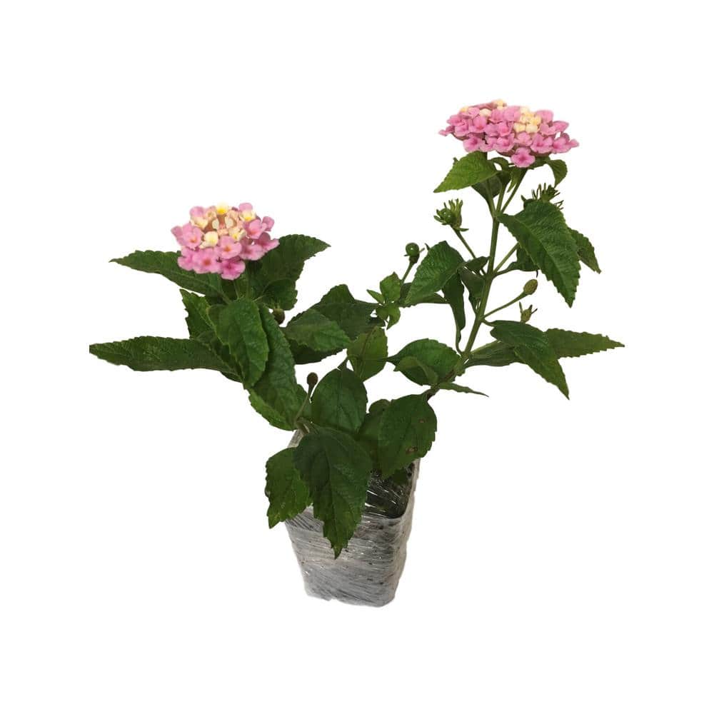 Daylily Nursery Lantana Mix 3-Plants in 3-Separate 2.25 in. Pots