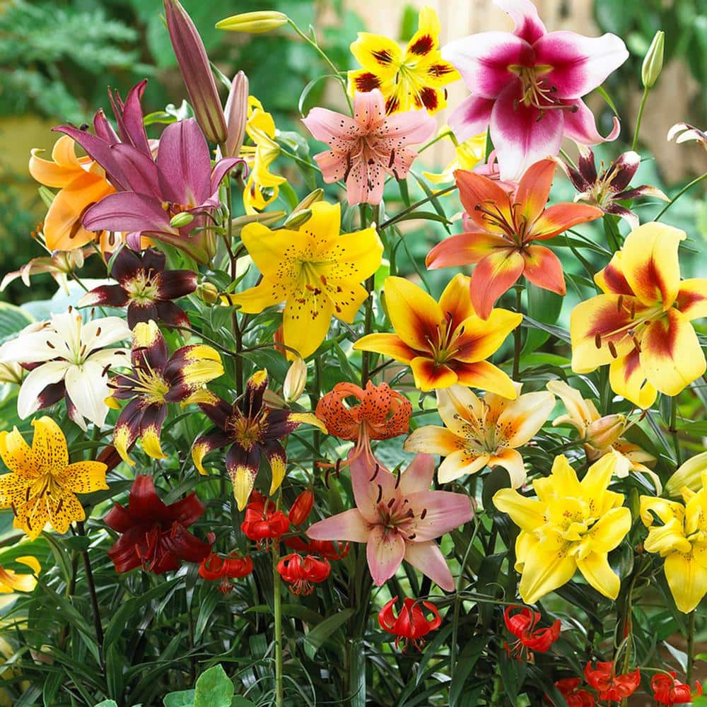 VAN ZYVERDEN Non-Stop Blooming Blend Lily Bulbs (25-Pack)