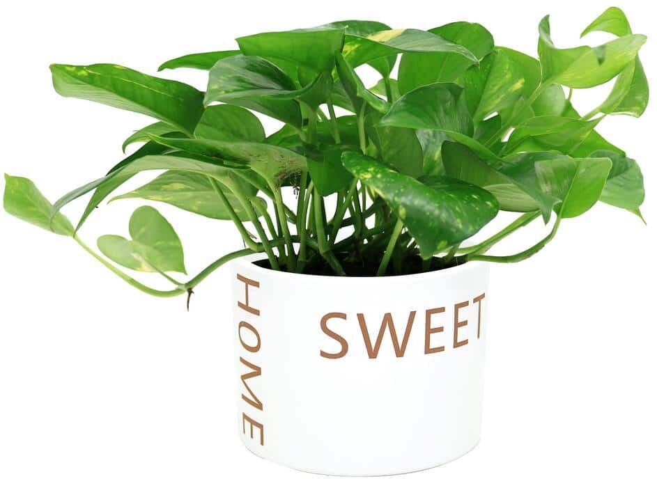 Costa Farms Pothos Indoor Plant in 6 in. Home Sweet Home White Ceramic Pot, Avg. Shipping Height 1-2 ft. Tall