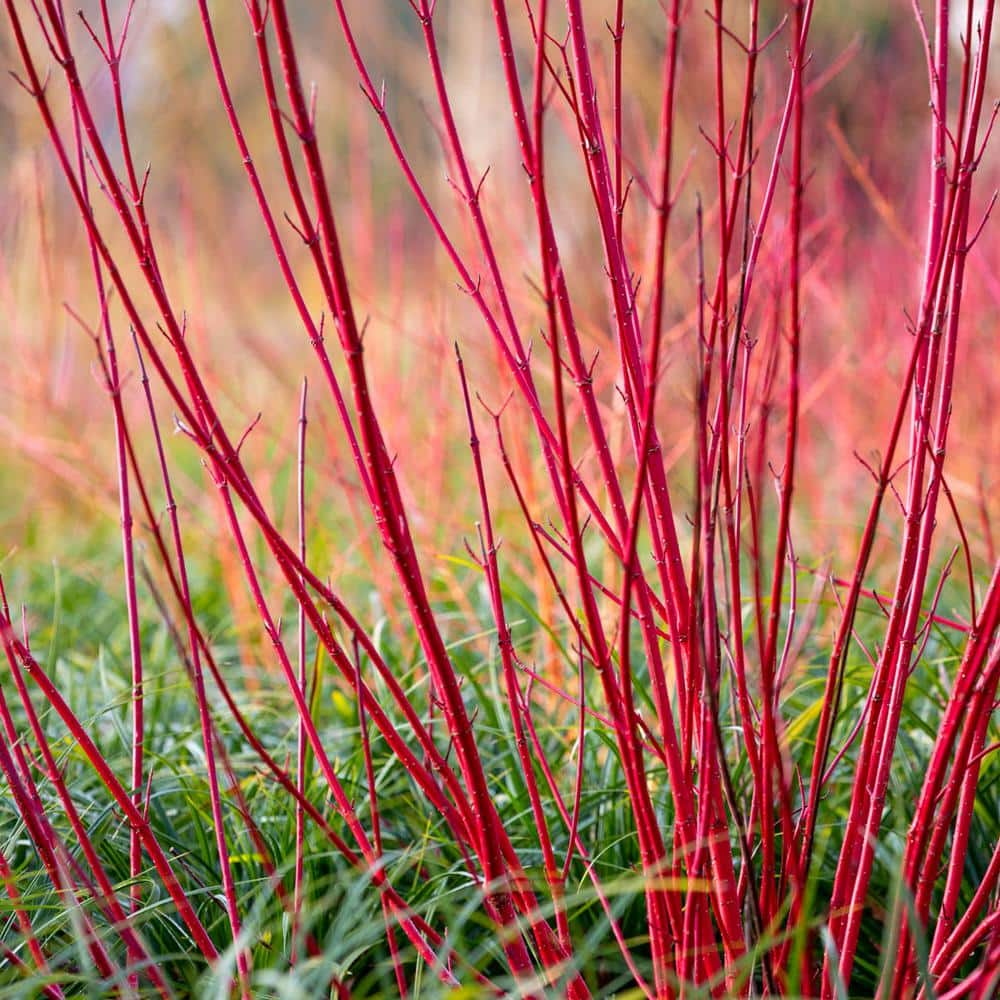 Gardens Alive! 2.25 Gal. Pot Red Twig Dogwood Ornamental Shrub Grown (1-Pack)