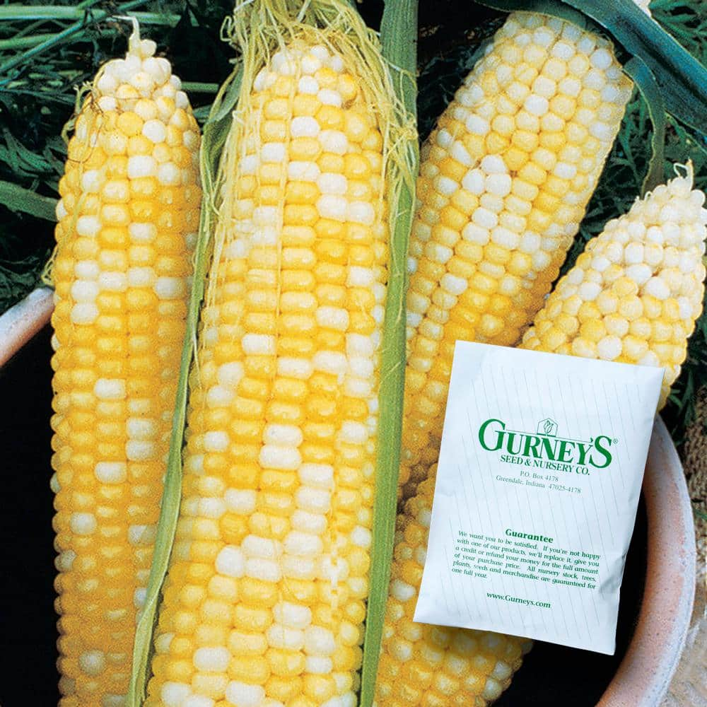 Gurney's 0.50 lb. Sweet Corn Honey and Cream Hybrid (Seed Packet)