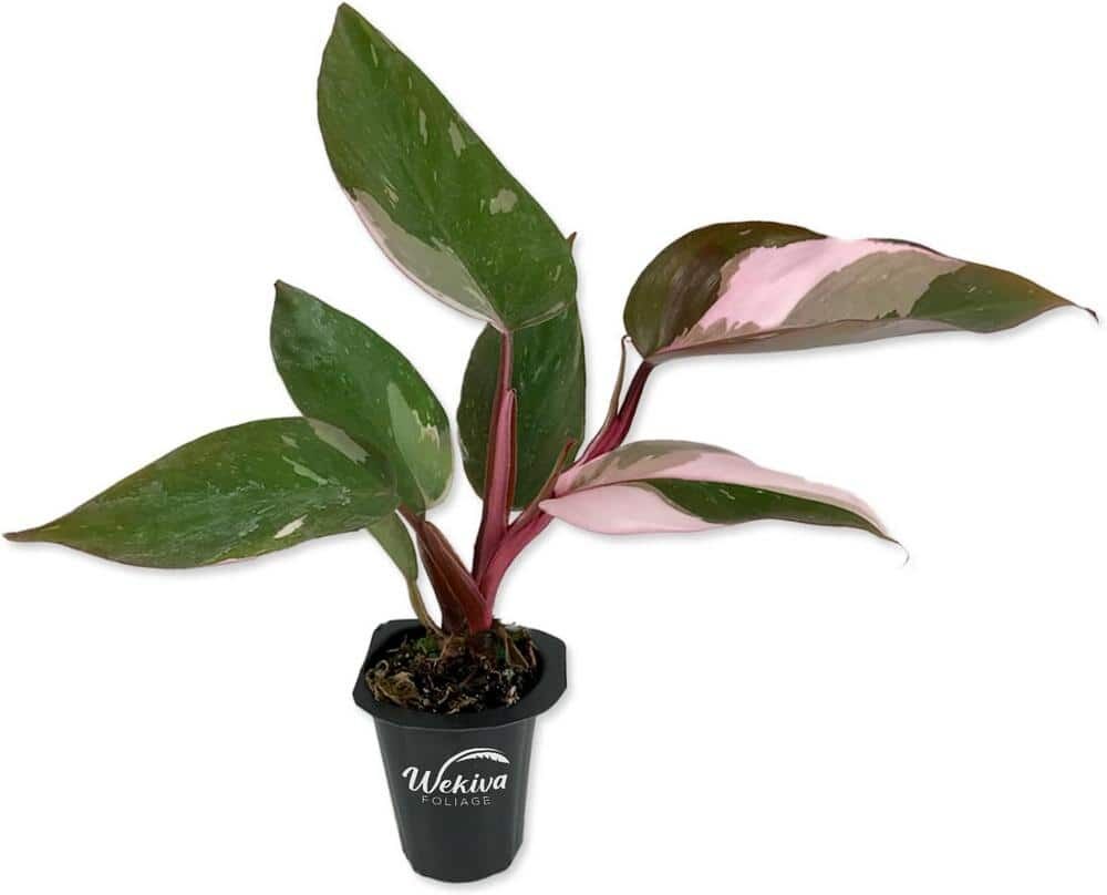 Wekiva Foliage 2 in. Pink Princess Philodendron - Live Starter - Philodendron Erubescens - Extremely Rare Indoor Houseplant in Pot