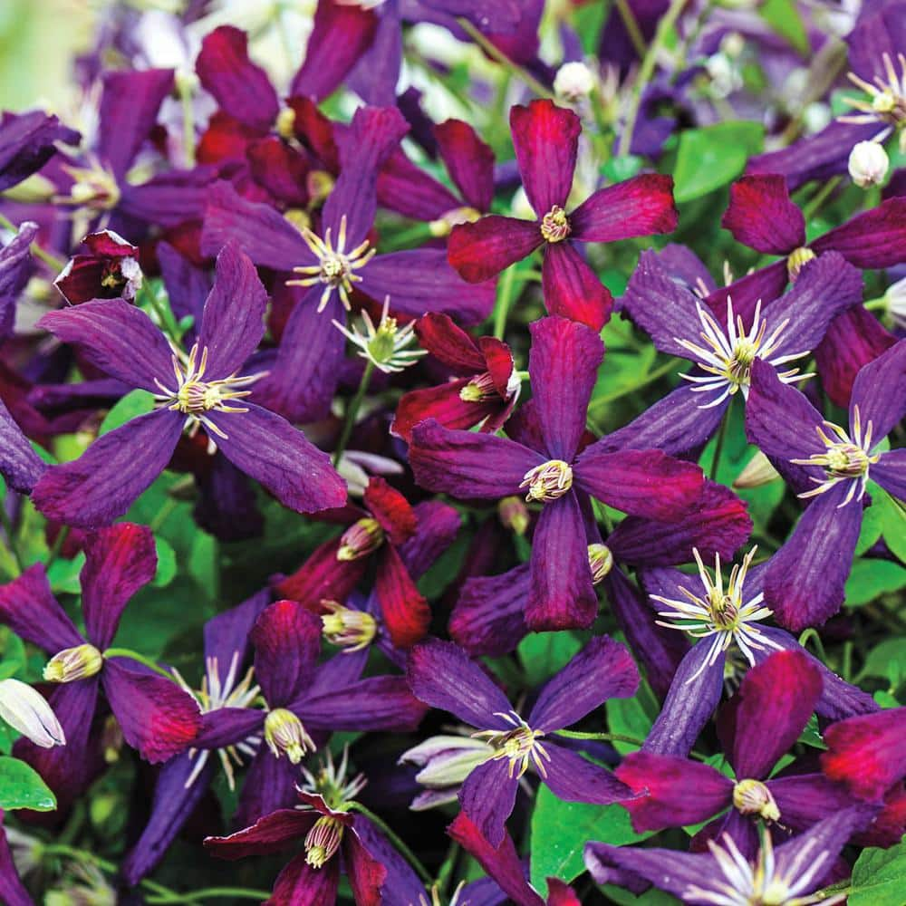 Spring Hill Nurseries Sweet Summer Clematis Vine Red Flowering Dormant Bare Root Perennial Starter Plant (1-Pack)