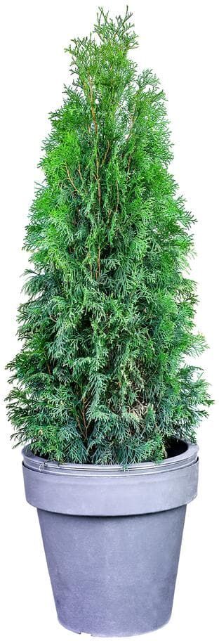 Online Orchards 1 Gal. Emerald Green Arborvitae Shrub