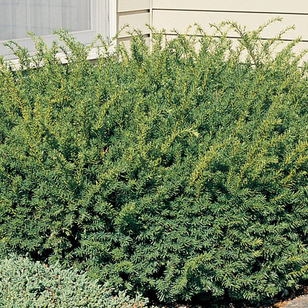 Cottage Gardens 1 Gal. Hicks Yew Evergreen Shrub